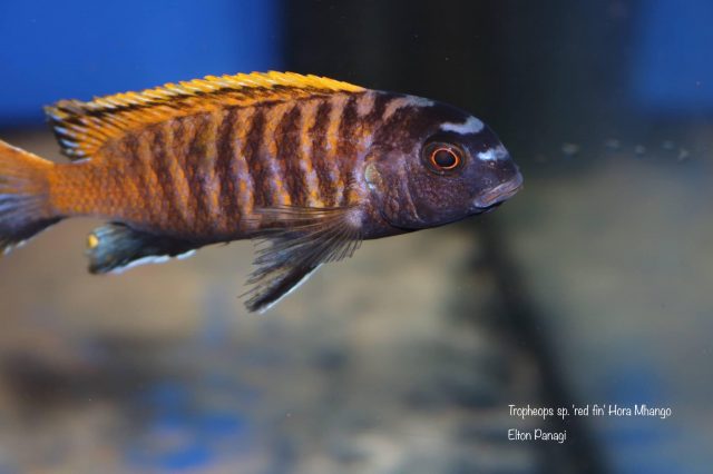 Tropheops sp. ‚red fin‘