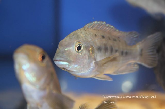 Pseudotropheus sp. ,williamsi makanjila' Mbenji Isalnd