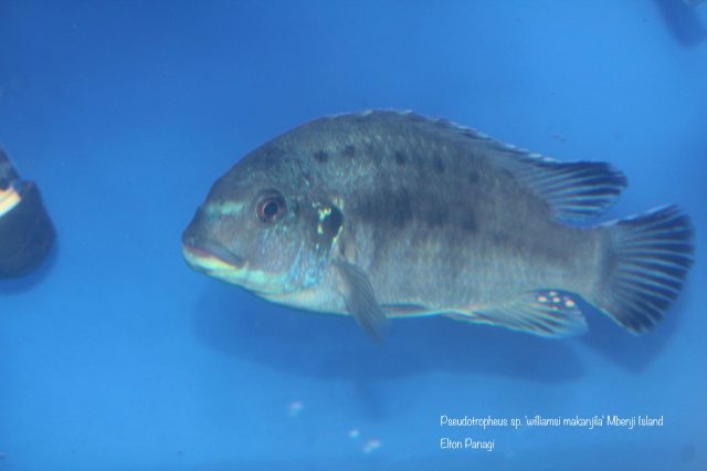 Pseudotropheus sp. ,williamsi makanjila' Mbenji Isalnd