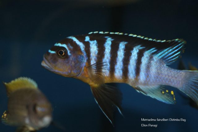 Metriaclima fainzilberi Chitimba Bay