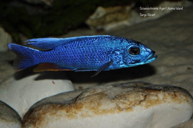 Sciaenochromis fryeri Likoma Island