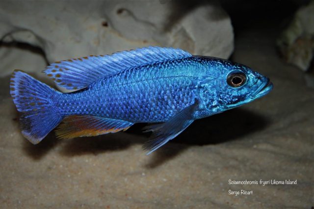 Sciaenochromis fryeri