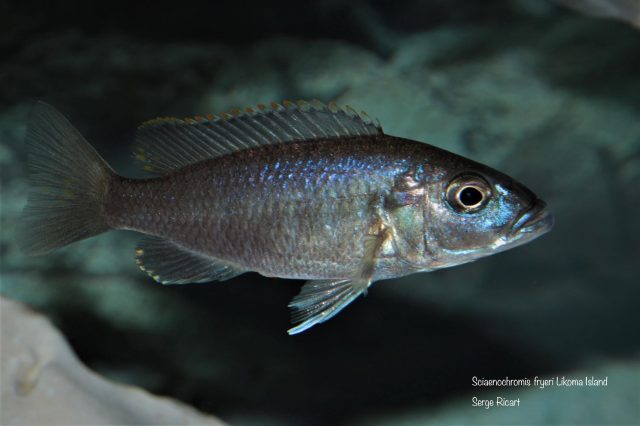 Sciaenochromis fryeri Likoma Island (samice)