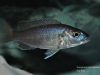 Sciaenochromis fryeri Likoma Island (samice)