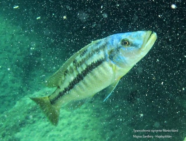 Tyrannochromis nigriventer