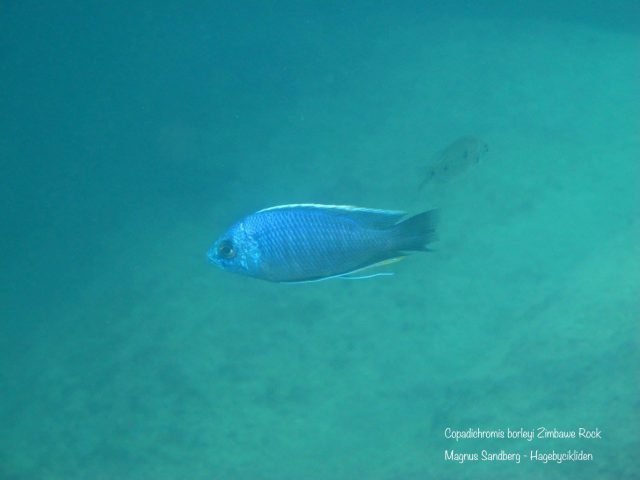 Copadichromis borleyi Zimbawe Rocks