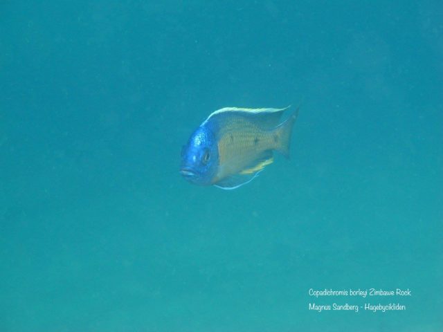 Copadichromis borleyi