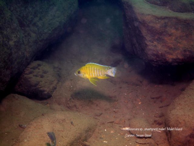 Aulonocara sp. ‚stuartgranti maleri‘ (samec)