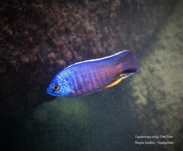 Copadichromis borleyi