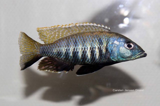 Sciaenochromis sp. 'nyassae' (samec)