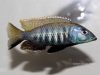 Sciaenochromis sp. 'nyassae' (samec)