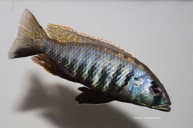 Sciaenochromis sp. 'nyassae' (samec)