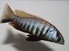 Sciaenochromis sp. 'nyassae' (samec)