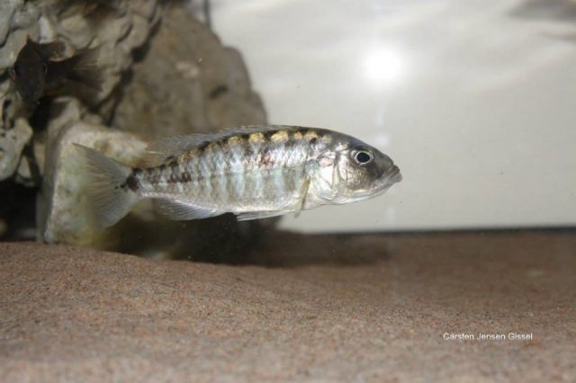 Sciaenochromis sp. 'nyassae' (samice)