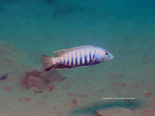 Sciaenochromis sp. &#8218;nyassae&#8216;