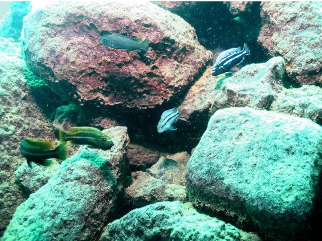 Melanochromis heterochromis (samec a samice)