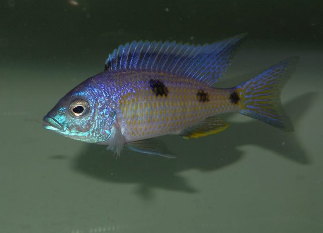 Copadichromis insularis