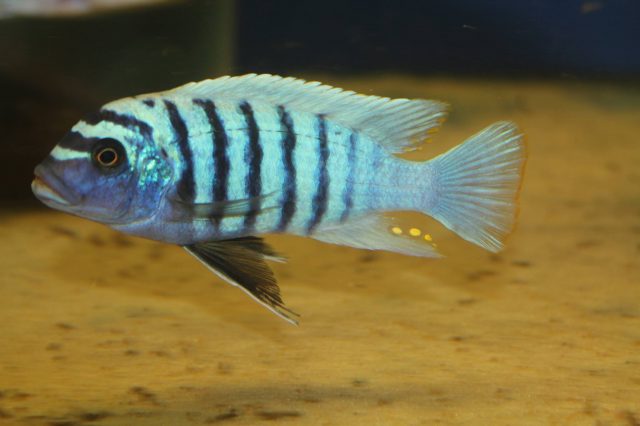 Metriaclima zebra Linganjala Reef (samec)