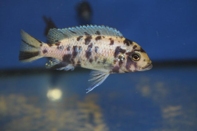 Metriaclima zebra Linganjala Reef (OB samice)