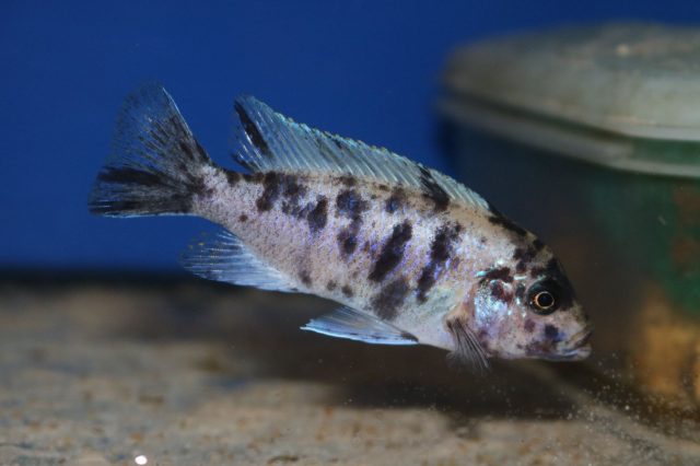 Metriaclima zebra Linganjala Reef (OB samice)