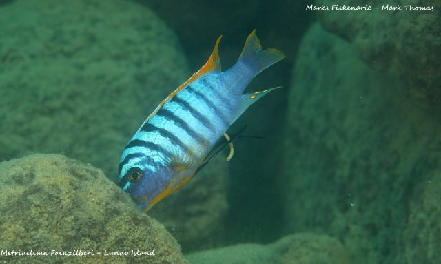 Metriaclima fainzilberi Lundo Island (samec)