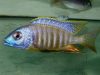 Placidochromis sp. 'electra blackfin' (samec)