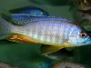 Placidochromis sp. ‚electra‘