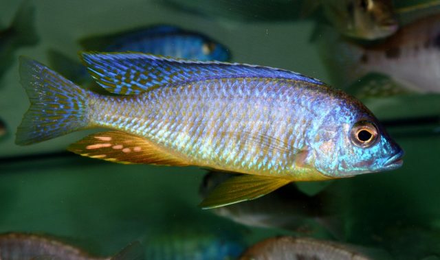 Placidochromis sp. &#8218;electra&#8216;