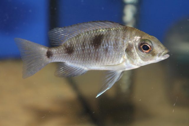 Otopharynx sp. 'auromarginatus mara' (samice)