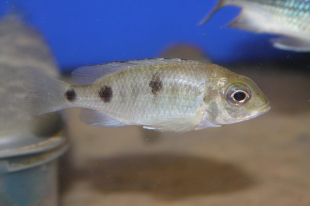 Otopharynx sp. 'auromarginatus mara' (samice)