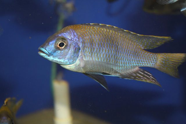 Otopharynx sp. 'auromarginatus mara' (samec)