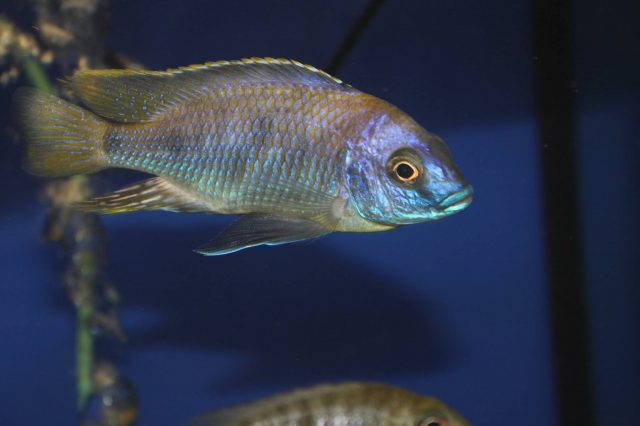 Otopharynx sp. &#8218;auromarginatus&#8216;