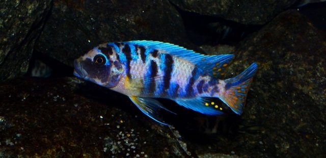 Metriaclima zebra Gome Rock (MC samec)