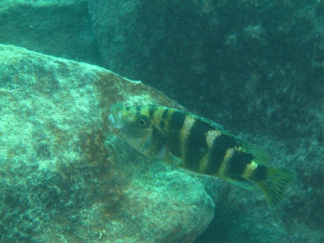 Placidochromis milomo (samice)