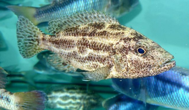 Nimbochromis polystigma (samice)