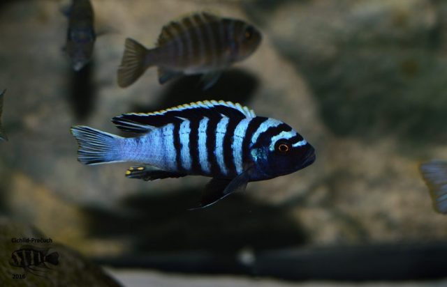 Cynotilapia zebroides Hai Reef (samec)