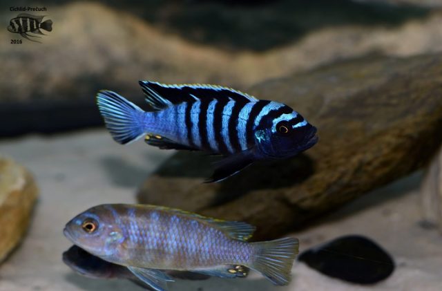 Cynotilapia zebroides Hai Reef (samec)