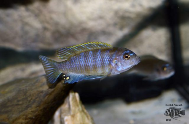 Cynotilapia zebroides Hai Reef (samice)