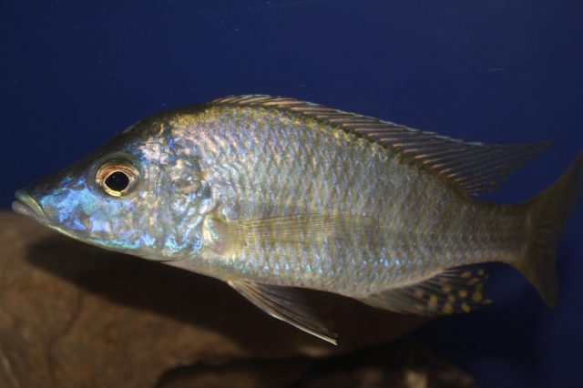 Aulonocara rostratum Chimwalani Reef (samec)