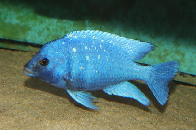 Placidochromis sp. &#8218;phenochilus&#8216;