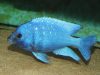 Placidochromis sp. ‚phenochilus‘