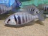 Placidochromis sp. 'phenochilus tanzania' (samice)