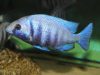 Placidochromis sp. 'phenochilus tanzania' (samec)