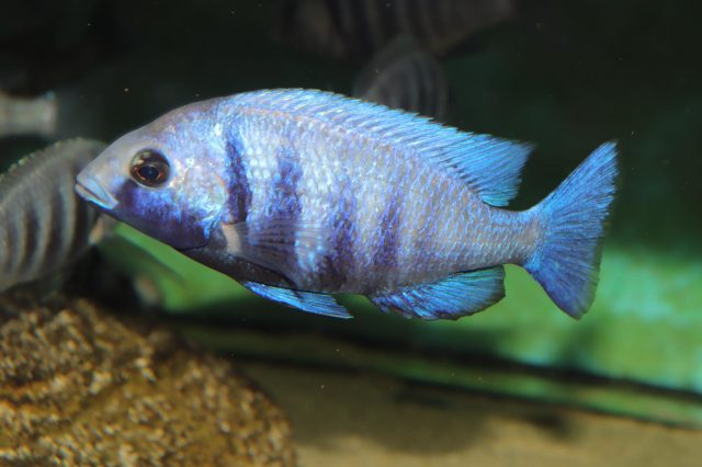 Placidochromis sp. 'phenochilus tanzania' (samec)