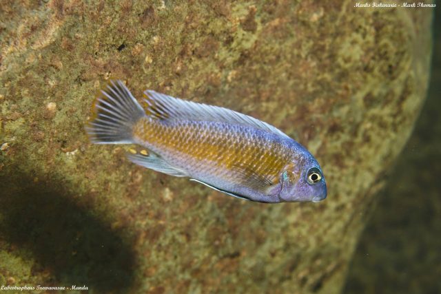 Labeotropheus trewavasae