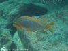 Petrotilapia sp. 'yellow chin' (samec)