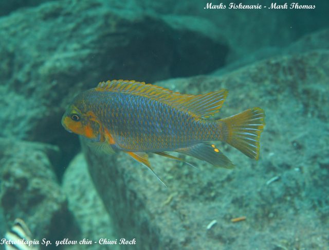 Petrotilapia sp. 'yellow chin' (samec)