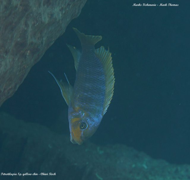 Petrotilapia sp. &#8218;yellow chin&#8216;