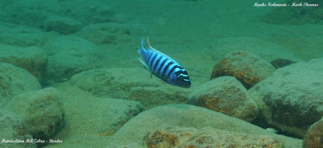 Metriaclima zebra Border (samec)