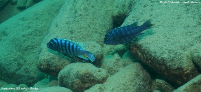 Metriaclima zebra Border (samec)